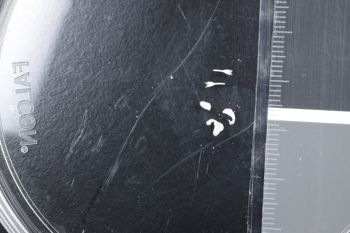 Media type: image;   Malacology 45303 Description: Preserved specimen.;
